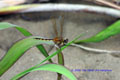 Brachymesia herbida